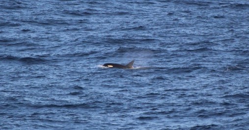 orcas 1