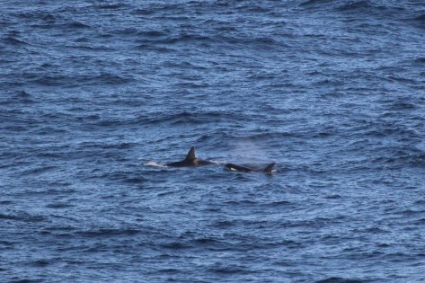 orcas 2